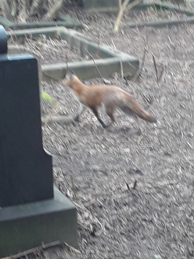 Local friendly fox. November 2020